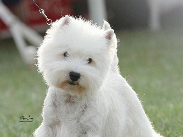 image of West Highland White Terrier