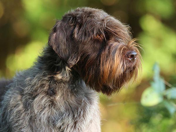 image of Wirehaired Pointing Griffon