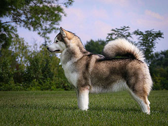 Alaskan Malamute