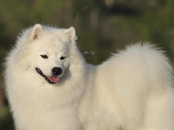 American Eskimo Dog