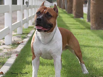 American Staffordshire Terrier