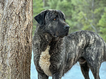 Anatolian Shepherd Dog