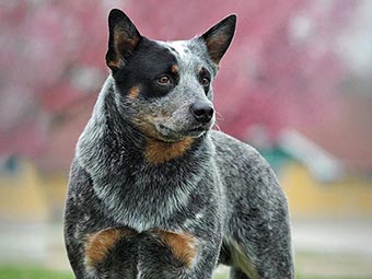 Australian Cattle Dog