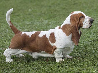 Basset Hound