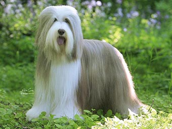 Bearded Collie