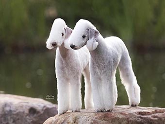 Bedlington Terrier