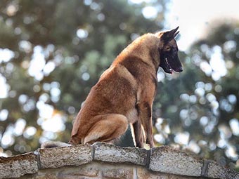 Belgian Malinois