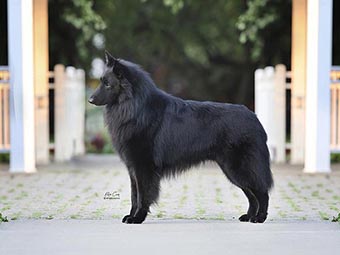 Belgian Sheepdog