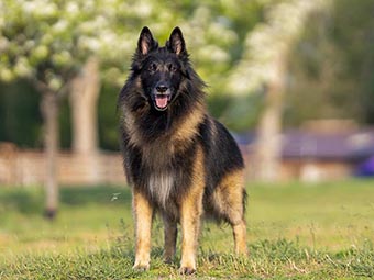 Belgian Tervuren