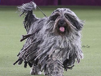 Bergamasco Sheepdog