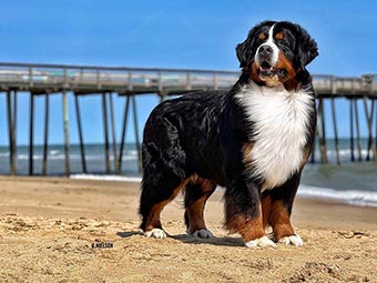 Bernese Mountain Dog