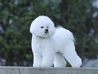 Bichon Frise