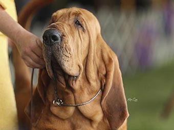 Bloodhound