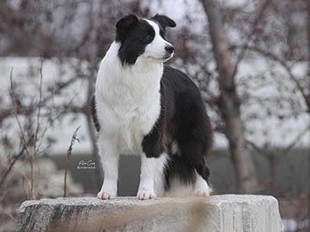 Border Collie