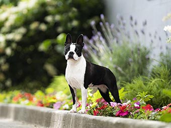 Boston Terrier