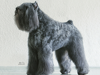 Bouvier des Flandres