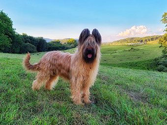 Briard