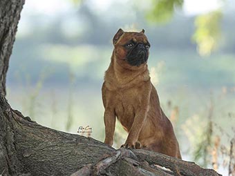 Brussels Griffon