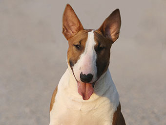 Bull Terrier