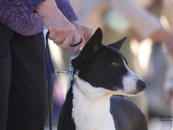 Canaan Dog