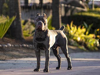 Cane Corso