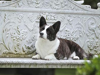 Cardigan Welsh Corgi