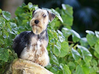 Cesky Terrier