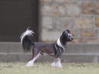 Chinese Crested