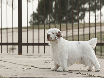 Clumber Spaniel