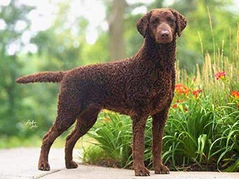 Curly-Coated Retriever