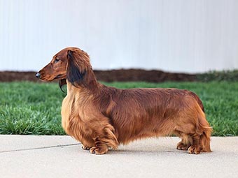 Dachshund