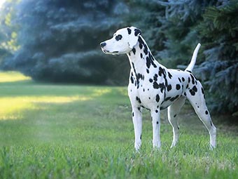 Dalmatian