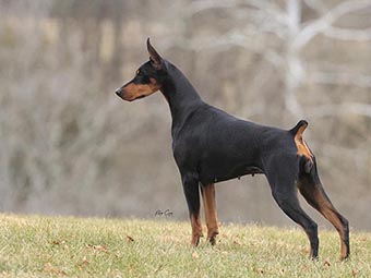 Doberman Pinscher