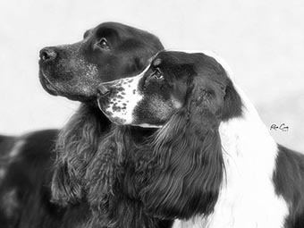 English Cocker Spaniel