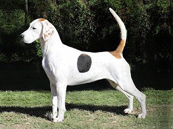 English Foxhound