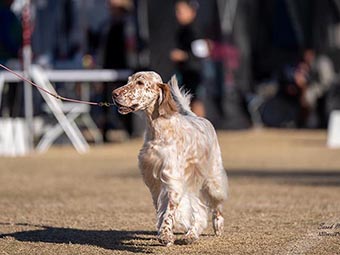 English Setter