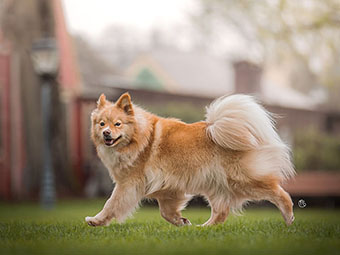 Finnish Lapphund