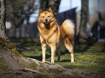 Finnish Spitz