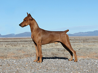 German Pinscher