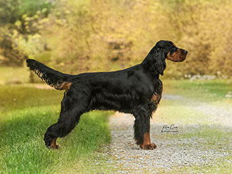 Gordon Setter