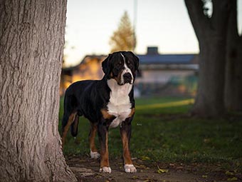 Greater Swiss Mountain Dog