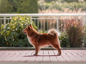 Icelandic Sheepdog