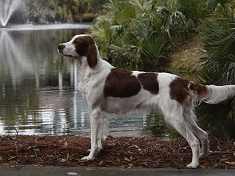 Irish Red and White Setter