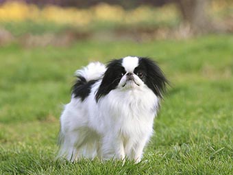 Japanese Chin