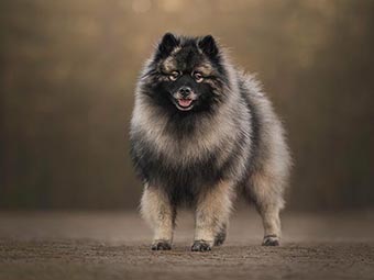 Keeshond