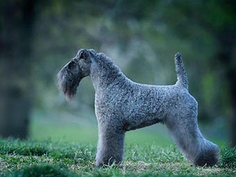 Kerry Blue Terrier