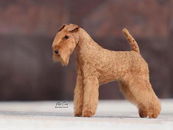 Lakeland Terrier