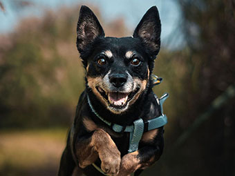 Lancashire Heeler