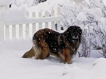 Leonberger