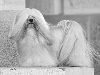 Lhasa Apso